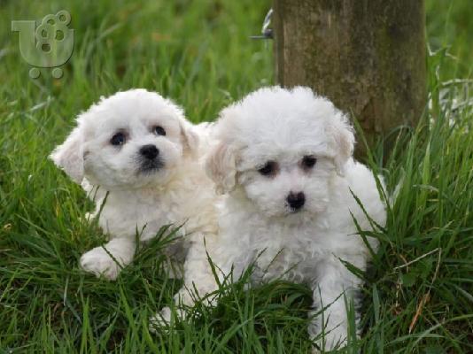 PoulaTo: Bichon frize